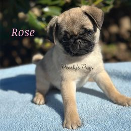 Rose - Fawn female Pug puppy in Summerville, Georgia from Pearly’s Pugs & Pollywog Poodles