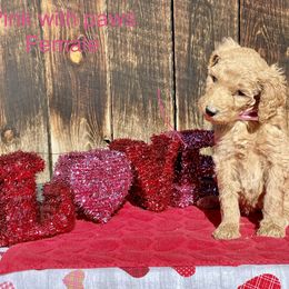 Goldendoodle and Poodle Puppies from Grand Valley Goldendoodles