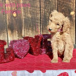 Goldendoodle and Poodle Puppies from Grand Valley Goldendoodles