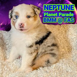 Australian Shepherd Puppies from Firelight Australian Shepherds