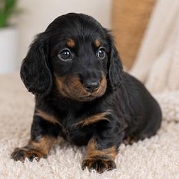 Duke - Black and tan male Dachshund puppy in Desloge, Missouri from Snows Doxies
