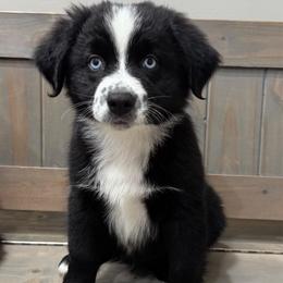 Arrow - Black & white male Australian Shepherd puppy in Newton, Mississippi from Bright Star Aussies
