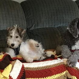 Wire Fox Terrier Puppies from What the Fox - Wire Fox Terrier