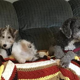 Wire Fox Terrier Puppies from What the Fox - Wire Fox Terrier
