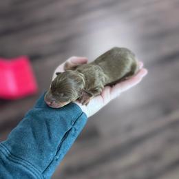 Latte - Chocolate and tan male Dachshund puppy in Live Oak, Florida from Johnson’s Weiner Farm