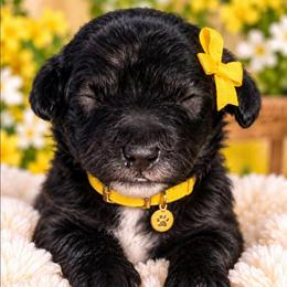 Sally - Black and white female Bernedoodle puppy in Vernon, Texas from Sugarland's Texas Goldendoodles