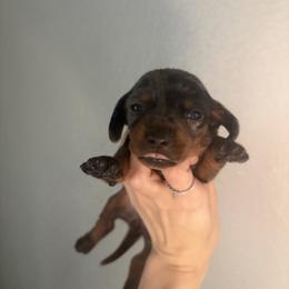 Azem - Dapple female Dachshund puppy in Conroe, Texas from R&M Dachshunds