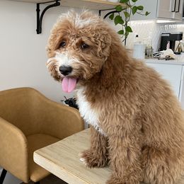 Cookie - Goldendoodle