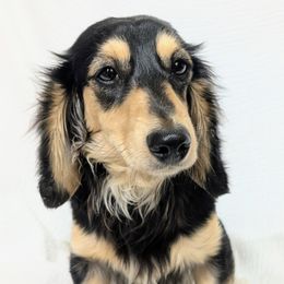 KATHERINE - Dachshund