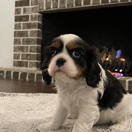 Cavalier King Charles Spaniel Puppies from Ridgefield Cavaliers