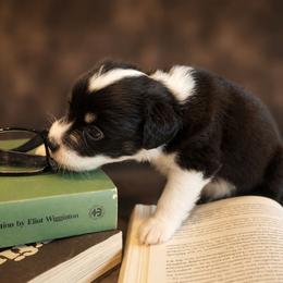 Colin - Black tri male Miniature Australian Shepherd puppy in Macomb, Missouri from Faunus Farms and Aussies