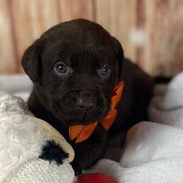 Boy 5 - male Labrador Retriever puppy in Newmanstown, Pennsylvania from Royalty Retrievers