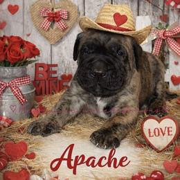 Apache - Tiger male Perro de Presa Canario puppy in Horizon, Texas from Mesquite Creek Kennels