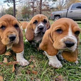 Basset Hound Puppies from Walkers Catuna Bassett Hounds