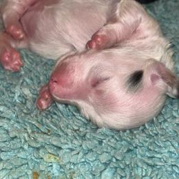 Sky - Piebald female Dachshund puppy in Chelsea, Oklahoma from Renee's Dachshund's