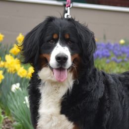 Clara - Bernese Mountain Dog