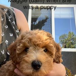 Maltipoo All Grown Up from Amanda Tsoi - Golden Maltipoo Pups