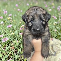 Opal - Sable female German Shepherd puppy in Oakland, Oregon from VHM German Shepherds