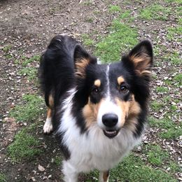 Old Time Scotch Collie All Grown Up from Hidden Orchard Farm