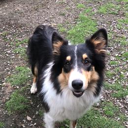 Old Time Scotch Collie All Grown Up from Hidden Orchard Farm