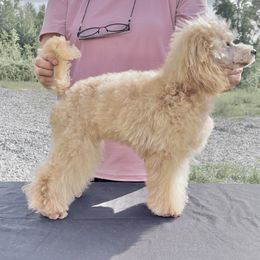 Willow - Poodle