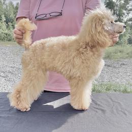 Willow - Poodle