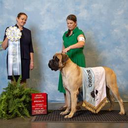 Mastiff All Grown Up from Trindade Mastiffs