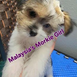 Maltese, Maltipoo, and Morkie Puppies from The Aristocratic Puppy Patch