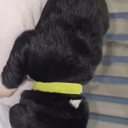 Basset Hound Puppies from Buck Wild 4 Bassets