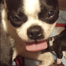 Boston Terriers and Boxers from Crystal's Puppies