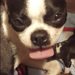 Boston Terriers and Boxers from Crystal's Puppies
