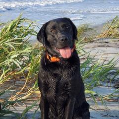 Sky - Labrador Retriever