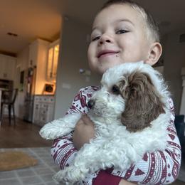 Labradoodle Puppies from California Double Doodles