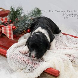 Sheepadoodle Puppies from The Farms Precious Doodles