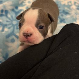Richard - Lilac male Boston Terrier puppy in Red Rock, Arizona from Cortes Boston Terriers