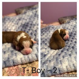 T-Boy-2 - Fawn male Boxer puppy in Evington, Virginia from Buffalo Creek Boxers