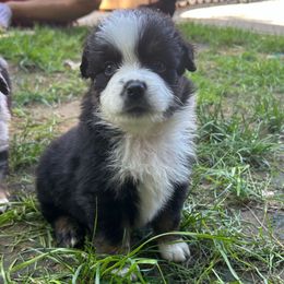 Blake - Black tri male Miniature Australian Shepherd puppy in Phillipsburg, New Jersey from Dusty Dogs Miniature Australian Shepherds