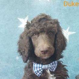 Poodle Puppies from Krystyana's Poodles