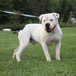 Grimm - Alapaha Blue Blood Bulldog