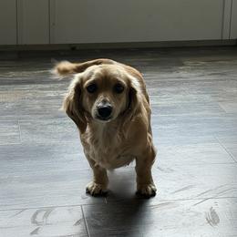 Ginger - Cream female Dachshund puppy in Muldrow, Oklahoma from Sassy Sausage Dogs