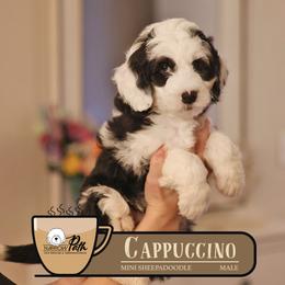 Cappuccino - Black and white male Sheepadoodle puppy in Cleveland, Tennessee from Narrow Path Old English & Sheepadoodles