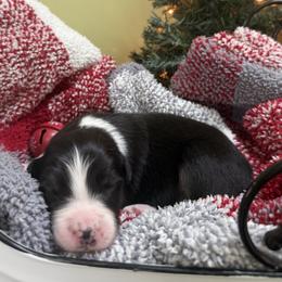 Dasher - Black tri-color male Australian Shepherd puppy in Bethlehem, Connecticut from Montanna Sage LLC