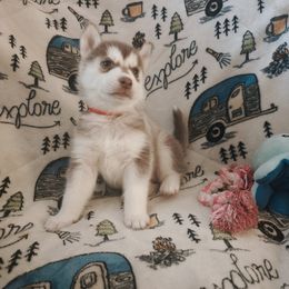 AKC Brandy - Red and white female Siberian Husky puppy in Cedarville, Ohio from Evereve Kennels