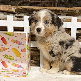 Lyra - Blue merle female Australian Shepherd puppy in Red Springs, North Carolina from Julia Rose Ranch