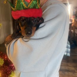 1 - Black and tan male Dachshund puppy in Lakecreek, Oregon from Forever Doxie