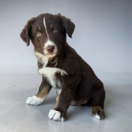 Tempo - Red tri-color male Australian Shepherd puppy in Statesville, North Carolina from Charming Australian Shepherds