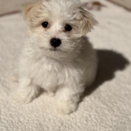 Maltipoo Puppies from Julia Ratnikova