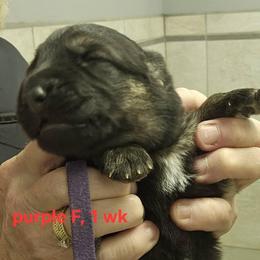 Girl 2 - female German Shepherd puppy in Rome, Georgia from Patriot Shepherds