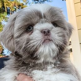 Asher Sage - Lilac male Shih Tzu puppy in Jacksonville, Florida from Shih Tzus of Jacksonville