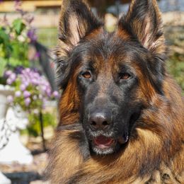 Borz - German Shepherd